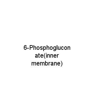 6-Phosphogluconate(inner membrane)